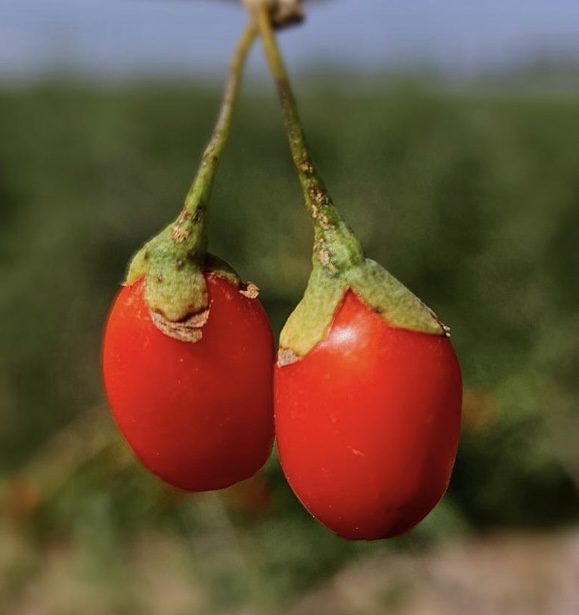 Goji berries hanging from a tree