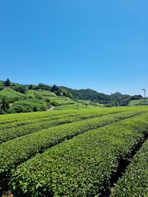 tencha field